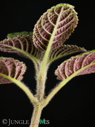Nautilocalyx sp. 'Ecuador'