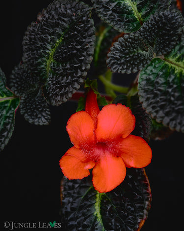 Nautilocalyx silvaticus