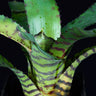 Neoregelia 'Hannibal Lecter'