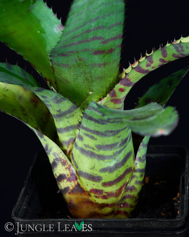 Neoregelia 'Hannibal Lecter'