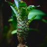 Neoregelia 'Tetis'