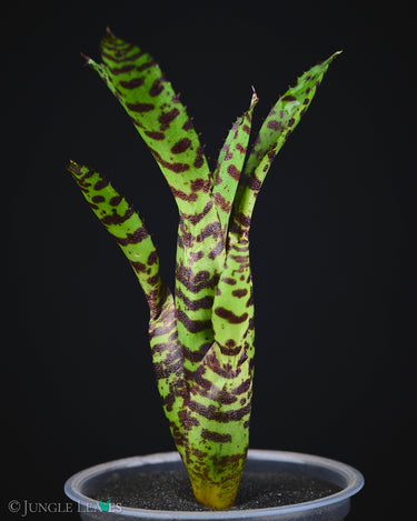 Neoregelia 'Tetis'