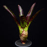 Neoregelia 'Toshiya'