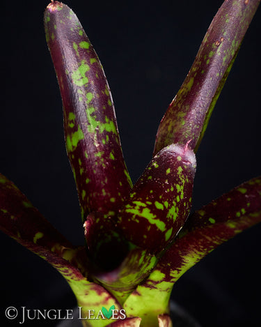 Neoregelia 'Toshiya'
