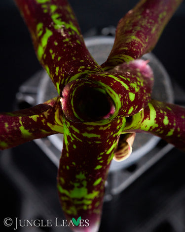 Neoregelia 'Toshiya'