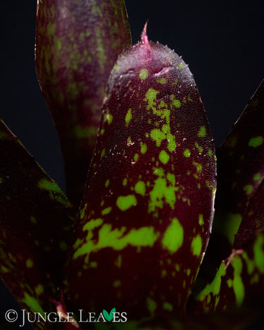 Neoregelia 'Toshiya'