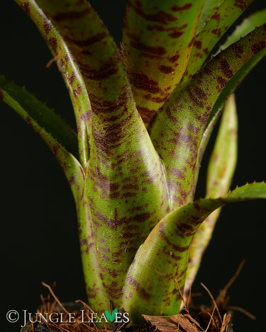 Neoregelia ampullacea