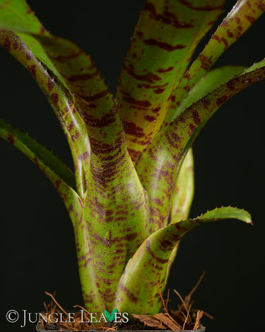 Neoregelia ampullacea