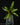 Neoregelia ampullacea