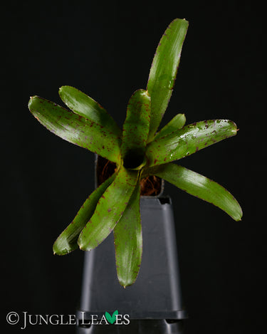 Neoregelia ampullacea