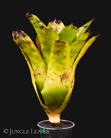 Neoregelia kautskyi
