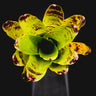Neoregelia kautskyi