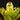 Neoregelia kautskyi