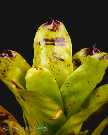 Neoregelia kautskyi