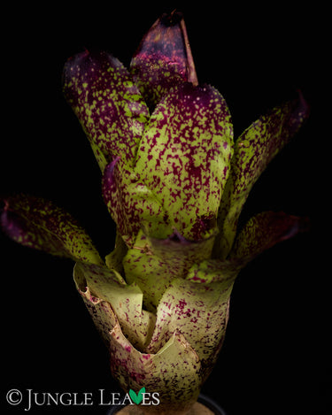 Neoregelia kautskyi Hybr.