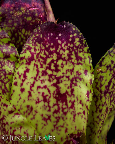 Neoregelia kautskyi Hybr.