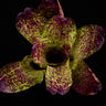 Neoregelia kautskyi Hybr.