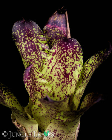 Neoregelia kautskyi Hybr.
