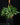 Neoregelia lilliputiana (Steckling)