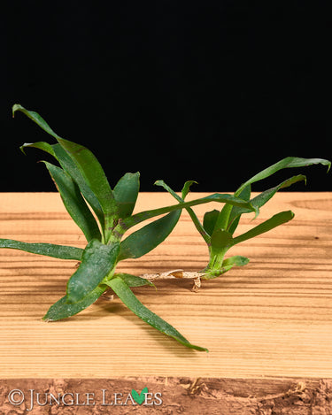 Neoregelia lilliputiana (Steckling)