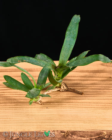 Neoregelia lilliputiana (Steckling)