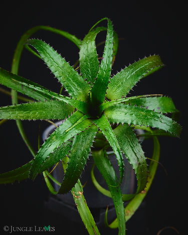 Neoregelia pendula (Hylaeaicum pendulum)