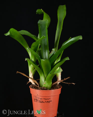Neoregelia schultesiana 'Fireball'
