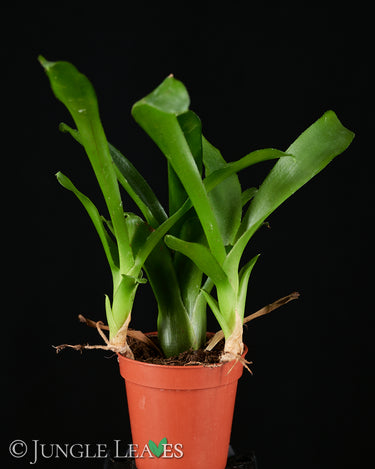 Neoregelia 'Fireball'