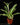 Neoregelia schultesiana 'Striped Fireball'