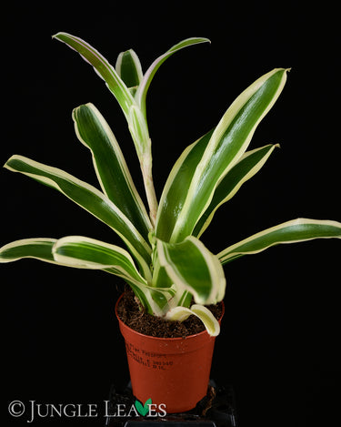 Neoregelia schultesiana 'Striped Fireball'