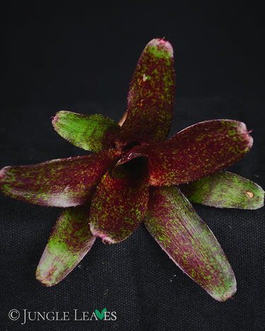 Neoregelia 'Atlantis'