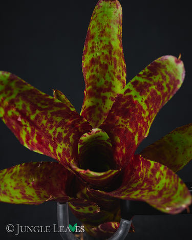 Neoregelia 'Betty Head'