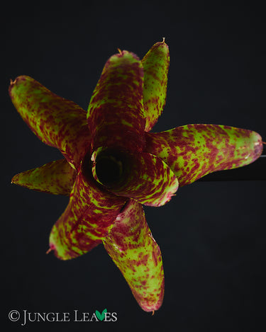 Neoregelia 'Betty Head'