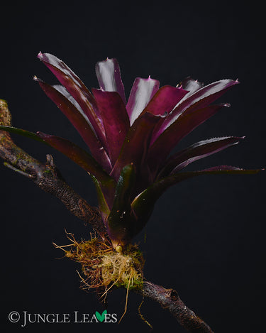 Neoregelia 'Damalis'