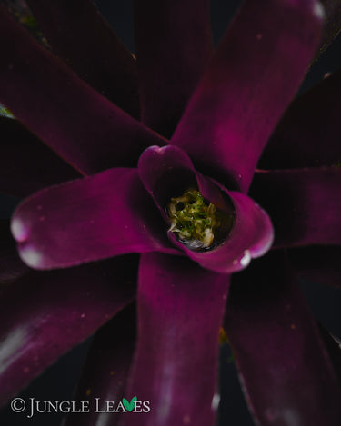 Neoregelia 'Damalis'