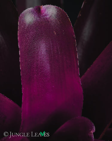 Neoregelia 'Damalis'