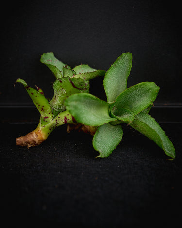 Neoregelia lilliputiana (Cutting)