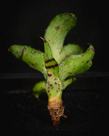 Neoregelia lilliputiana (Cutting)