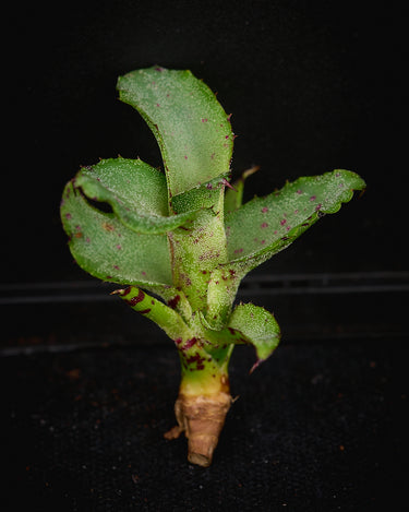 Neoregelia lilliputiana (Cutting)