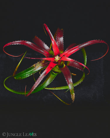 Neoregelia pendula (Hylaeaicum pendulum)