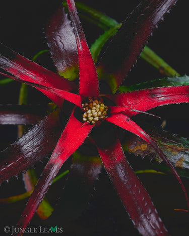 Neoregelia pendula (Hylaeaicum pendulum)