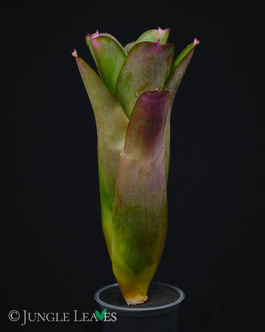 Neoregelia bahiana