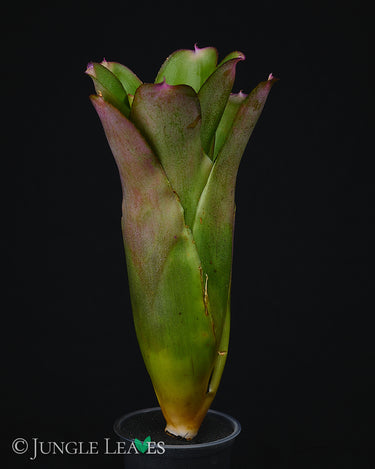 Neoregelia bahiana