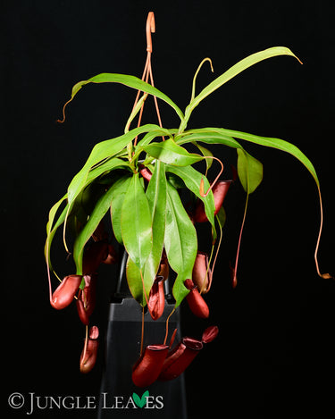 Nepenthes 'Bloody Mary'