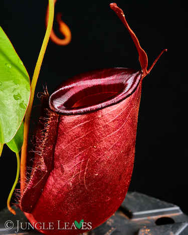 Nepenthes 'Bloody Mary'