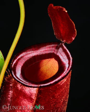 Nepenthes 'Bloody Mary'