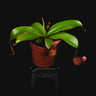 Nepenthes Bloody Mary S