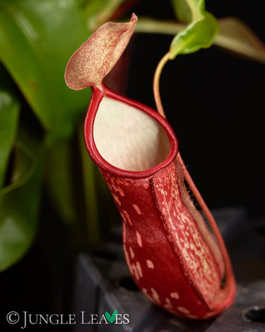 Nepenthes × Gaya