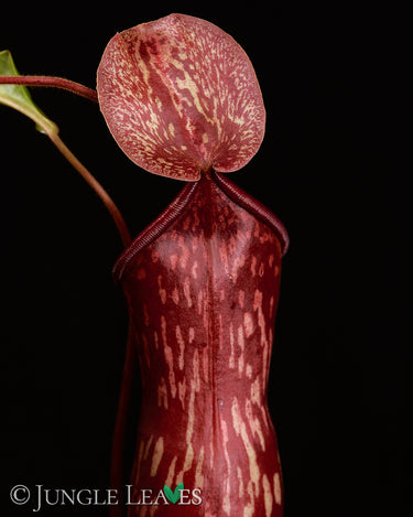 Nepenthes × Gaya