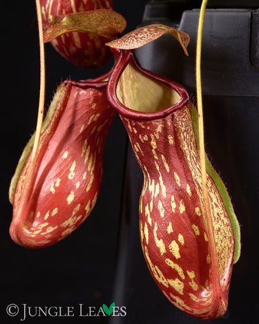 Nepenthes × Gaya